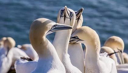 开云-博加社媒谈尤文逼平罗马：尤文永不放弃，很自豪打入尤文生涯首球