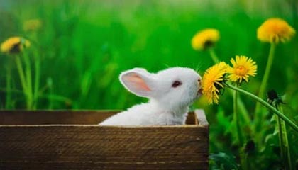 开云-博加社媒谈尤文逼平罗马：尤文永不放弃，很自豪打入尤文生涯首球